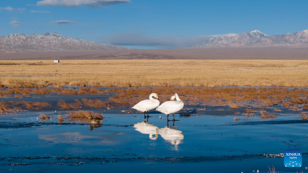 In pics: whooper swans at Xiaosugan lake wetland in NW China's Gansu