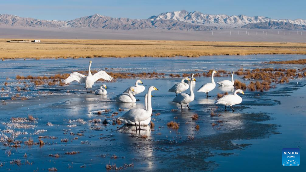 In pics: whooper swans at Xiaosugan lake wetland in NW China's Gansu
