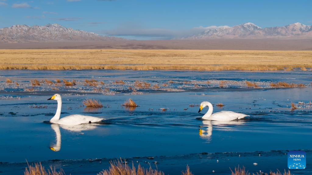 In pics: whooper swans at Xiaosugan lake wetland in NW China's Gansu
