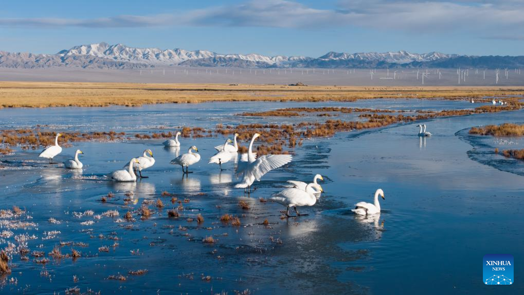 In pics: whooper swans at Xiaosugan lake wetland in NW China's Gansu