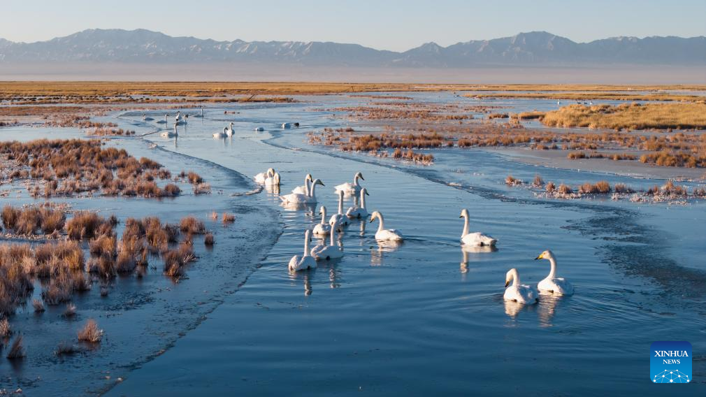 In pics: whooper swans at Xiaosugan lake wetland in NW China's Gansu