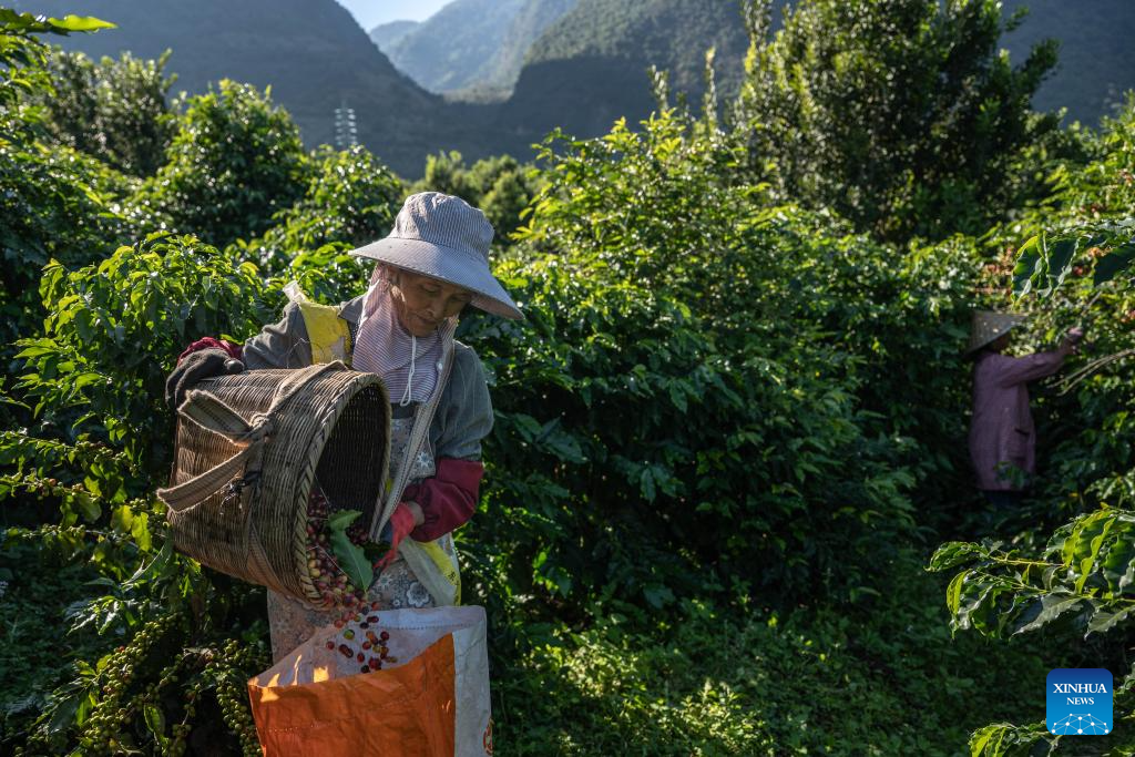 Coffee plants enter harvest season in Baoshan, China's Yunnan