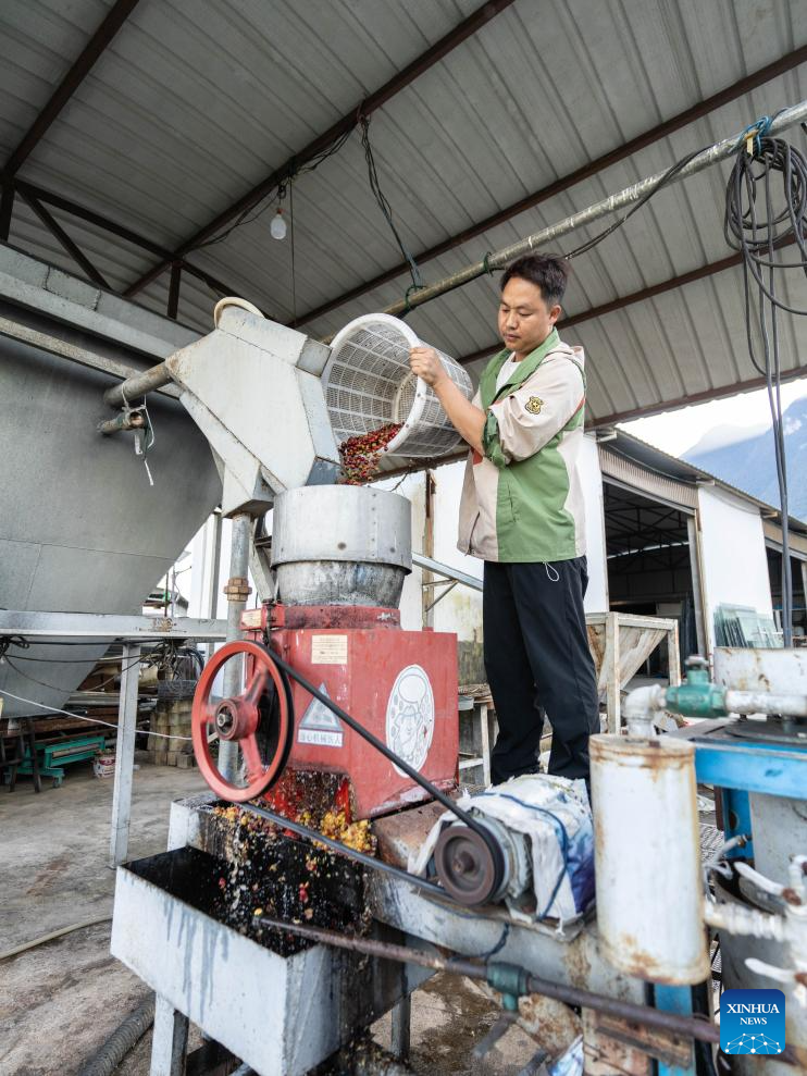 Coffee plants enter harvest season in Baoshan, China's Yunnan