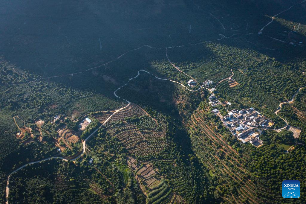 Coffee plants enter harvest season in Baoshan, China's Yunnan