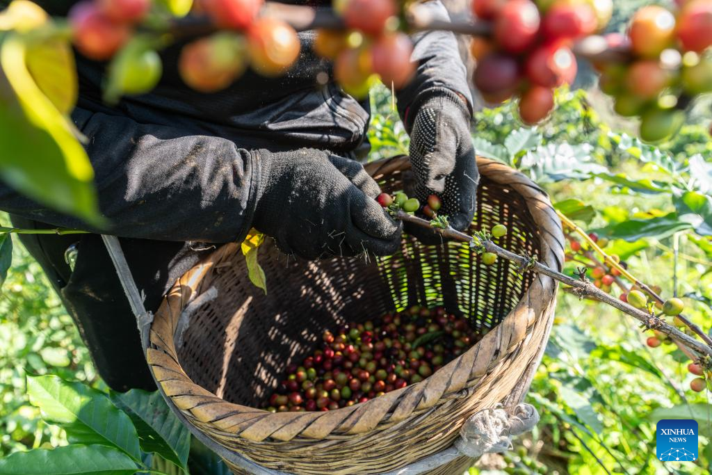 Coffee plants enter harvest season in Baoshan, China's Yunnan
