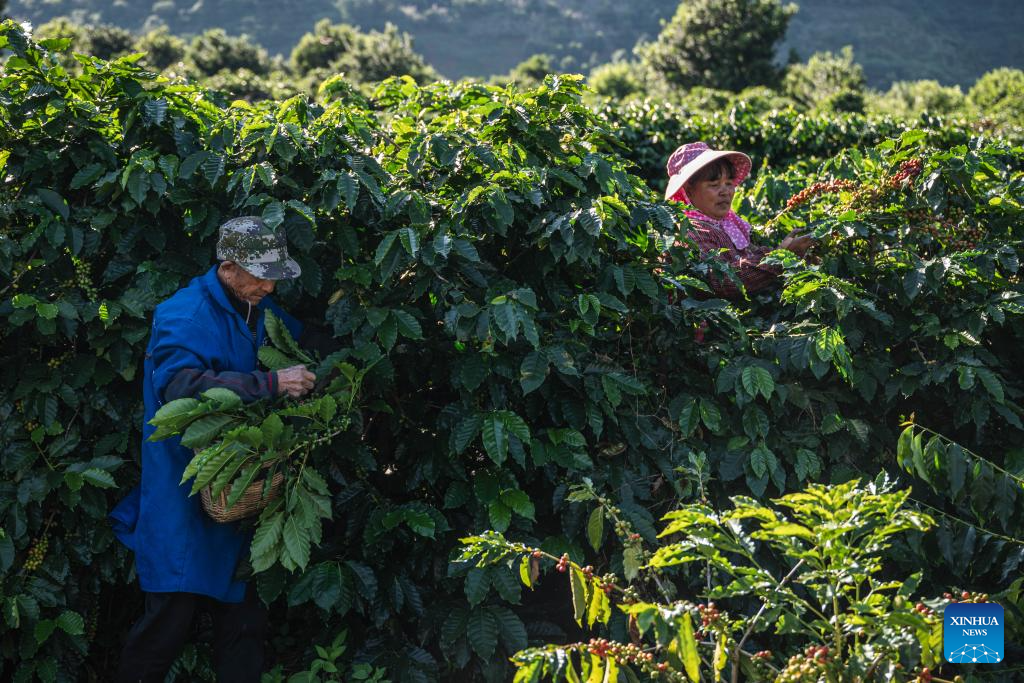 Coffee plants enter harvest season in Baoshan, China's Yunnan