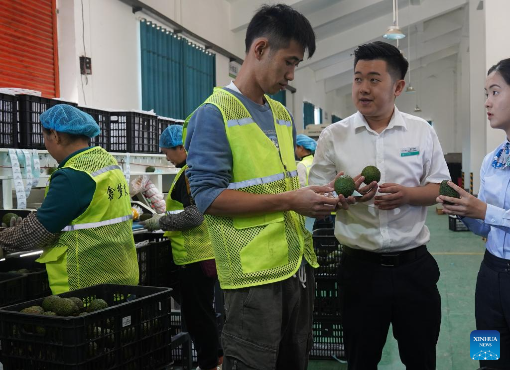 Avocado farming thrives in Menglian County, SW China