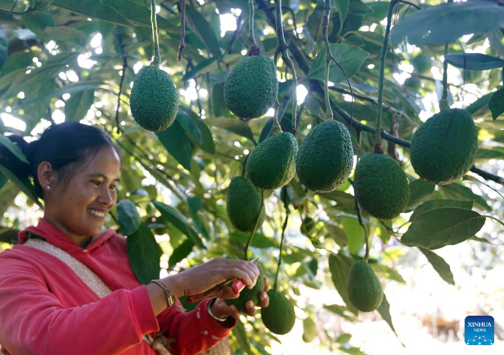 Avocado farming thrives in Menglian County, SW China