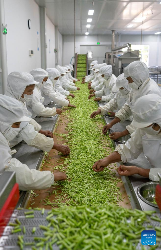 Baoshan City promotes standardized and large-scale planting of wasabi in SW China