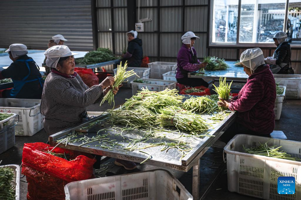Baoshan City promotes standardized and large-scale planting of wasabi in SW China