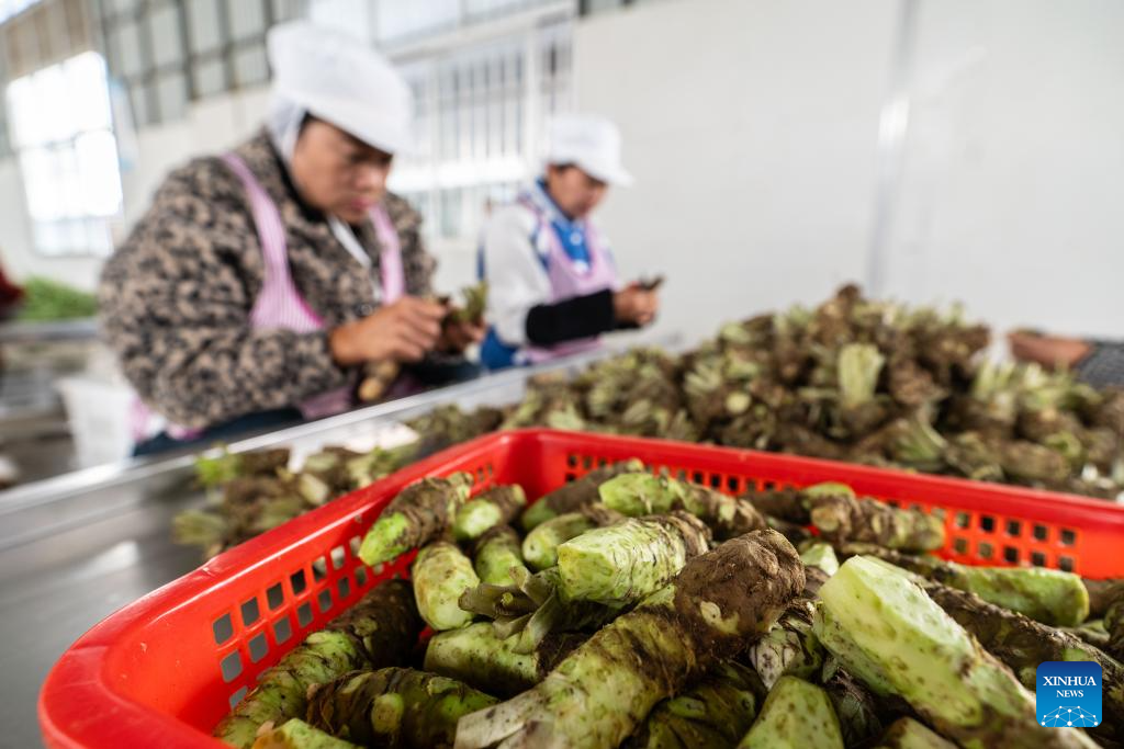Baoshan City promotes standardized and large-scale planting of wasabi in SW China