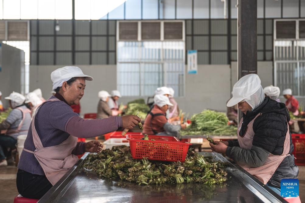 Baoshan City promotes standardized and large-scale planting of wasabi in SW China