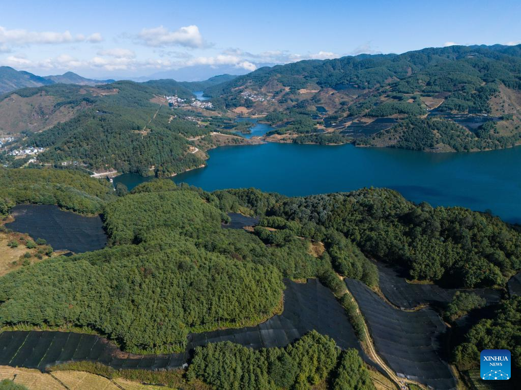 Baoshan City promotes standardized and large-scale planting of wasabi in SW China