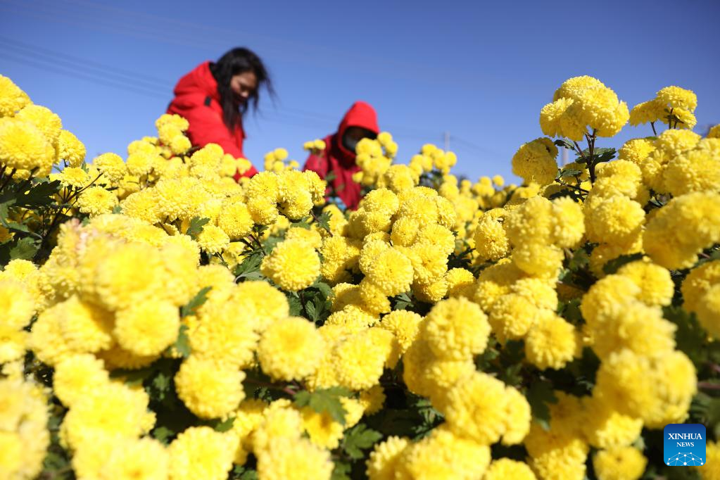 In pics: farming activities in early winter across China