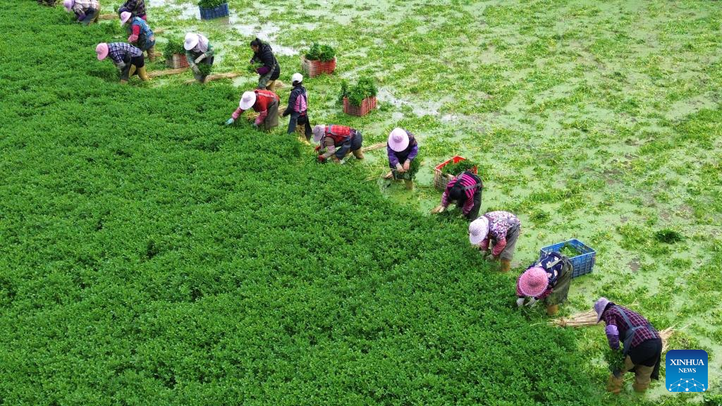 In pics: farming activities in early winter across China