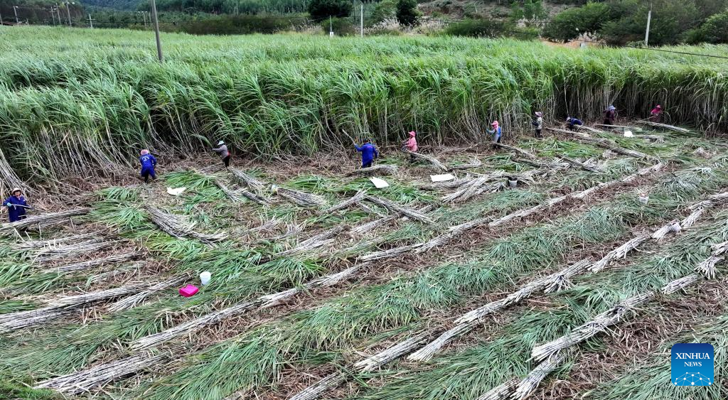 In pics: farming activities in early winter across China