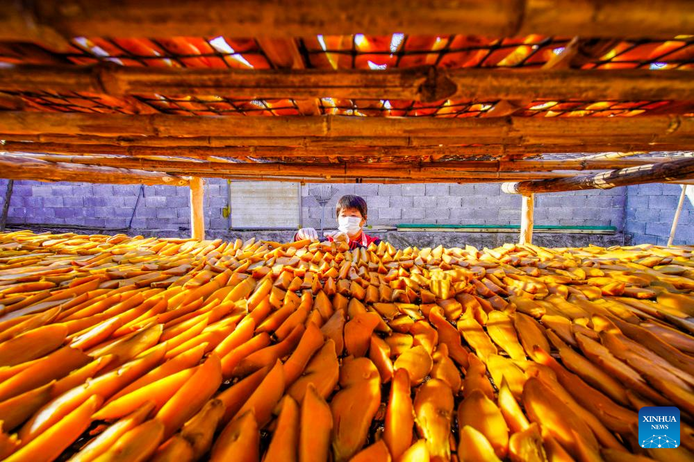 In pics: farming activities in early winter across China