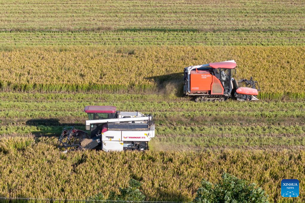 In pics: farming activities in early winter across China