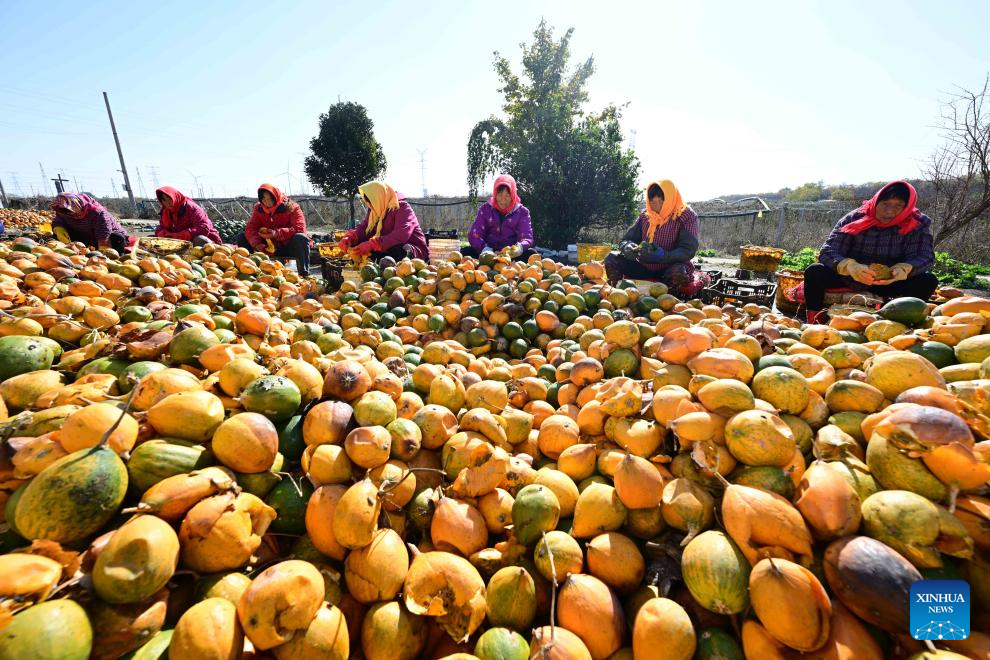 In pics: farming activities in early winter across China
