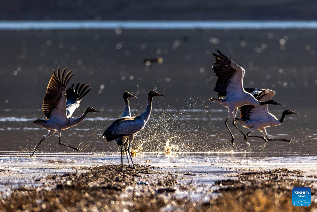 In pics: migratory birds in Lhunzhub County of Lhasa, China's Xizang