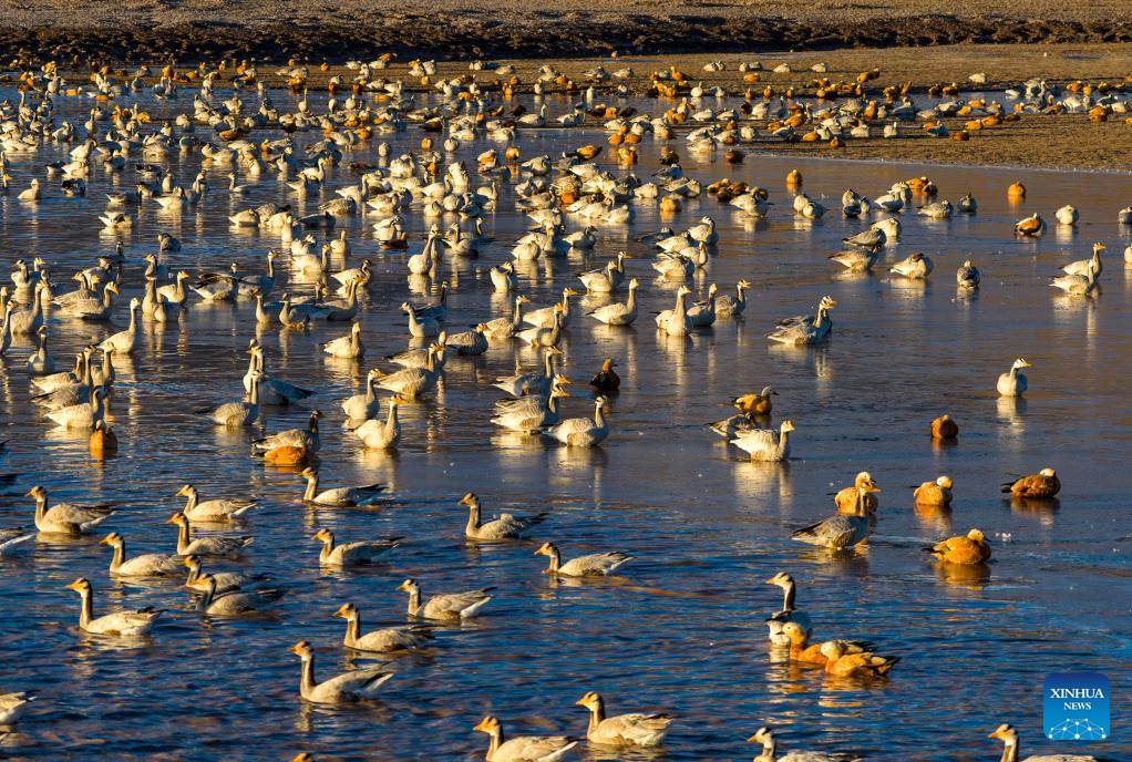 In pics: migratory birds in Lhunzhub County of Lhasa, China's Xizang