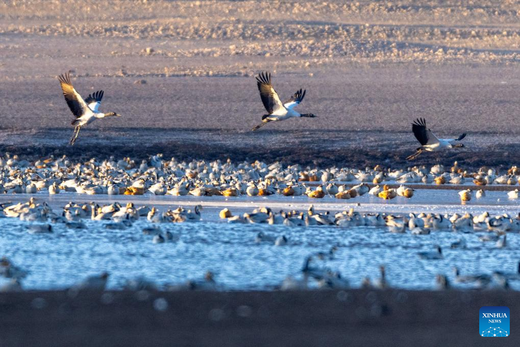 In pics: migratory birds in Lhunzhub County of Lhasa, China's Xizang