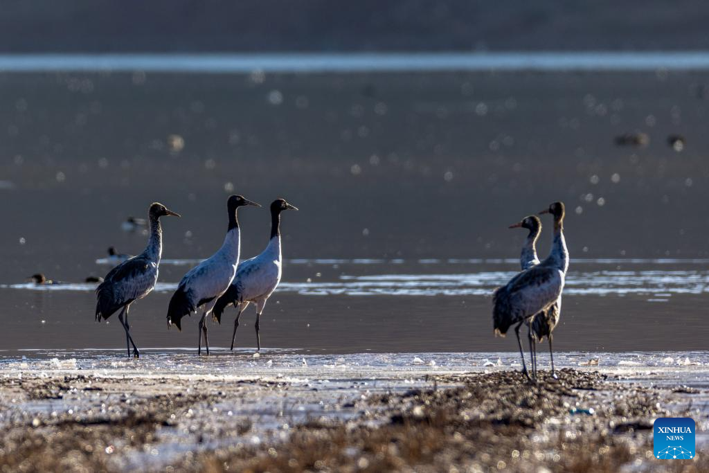 In pics: migratory birds in Lhunzhub County of Lhasa, China's Xizang