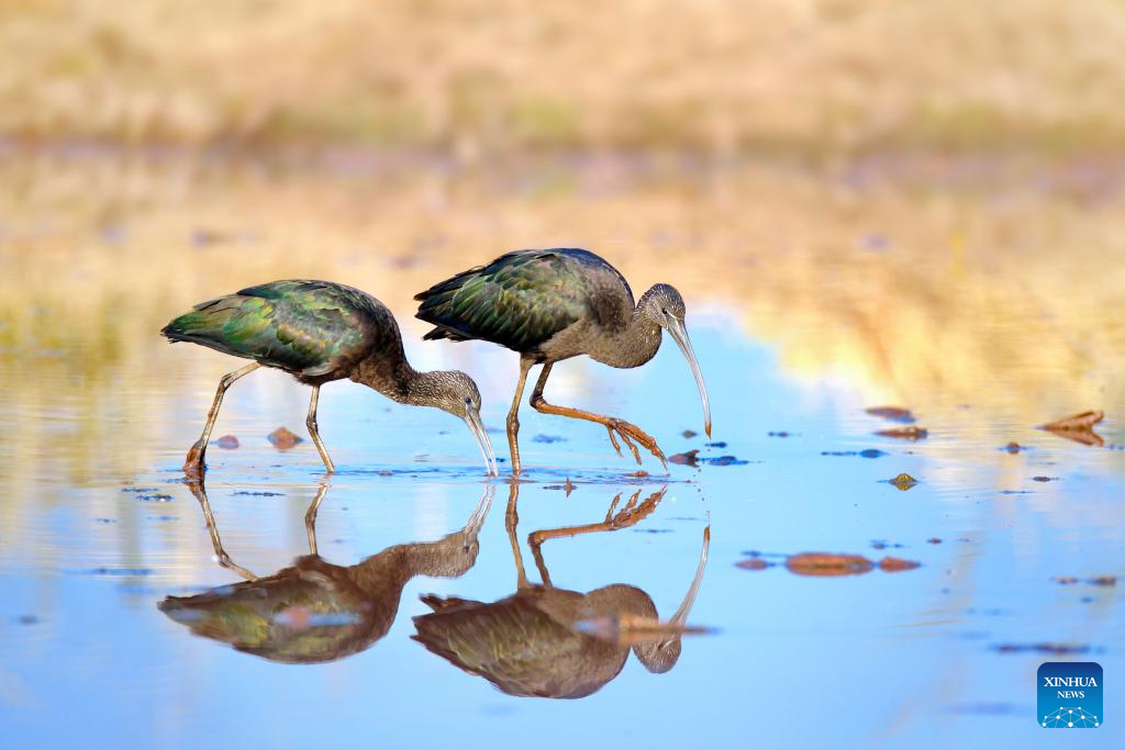 Once-degraded SW China lake sees record bird diversity after ecological boost