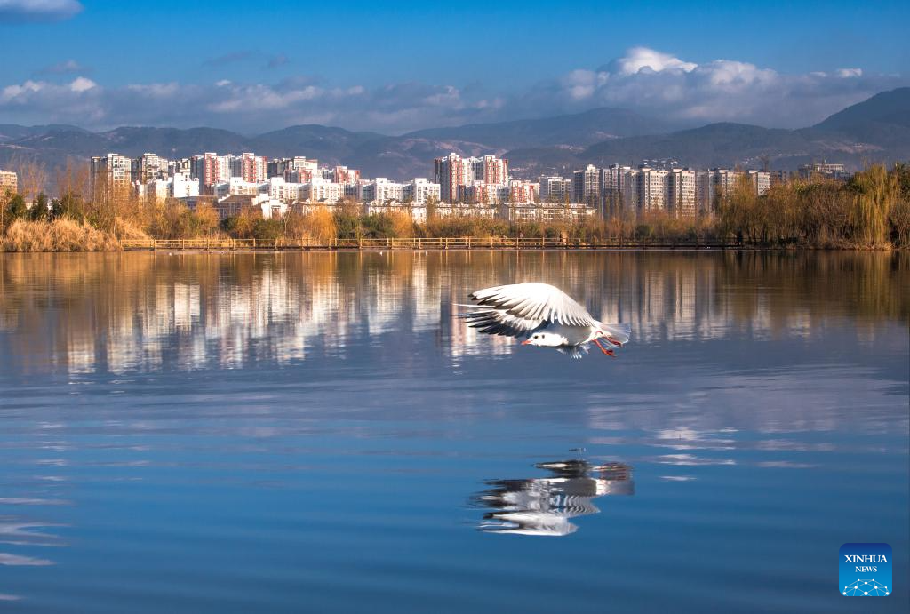 Once-degraded SW China lake sees record bird diversity after ecological boost