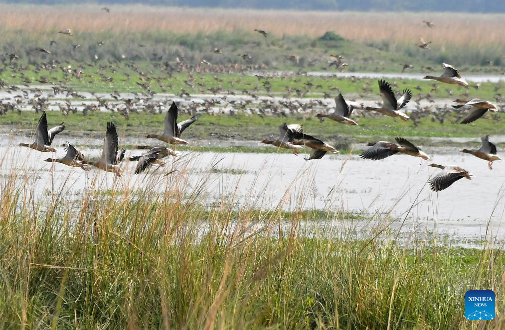 Migratory birds seen in India's Assam
