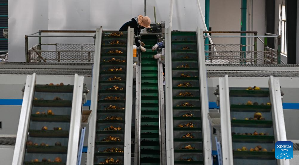 Baisha Li Autonomous County in China's Hainan boosts economy with industrial crops