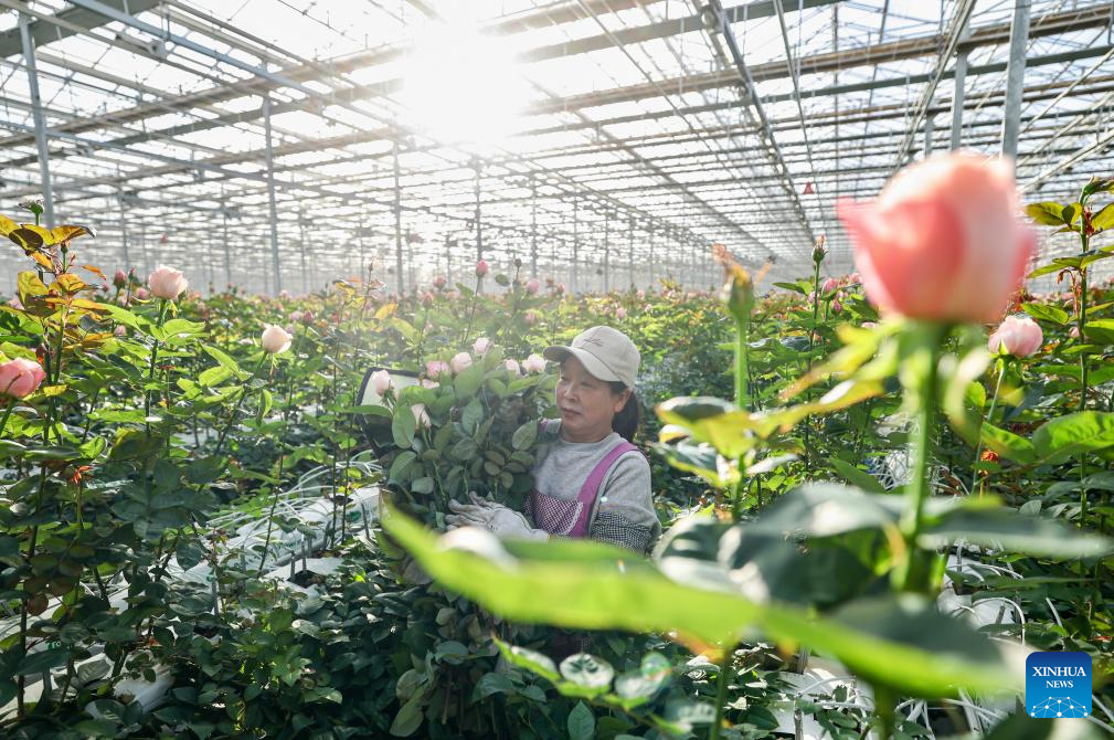 Floriculture industry thrives in Xingqing District, China's Ningxia