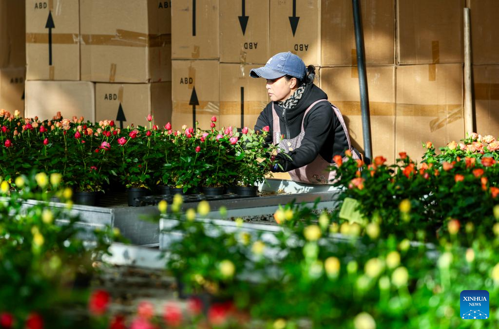 Floriculture industry thrives in Xingqing District, China's Ningxia