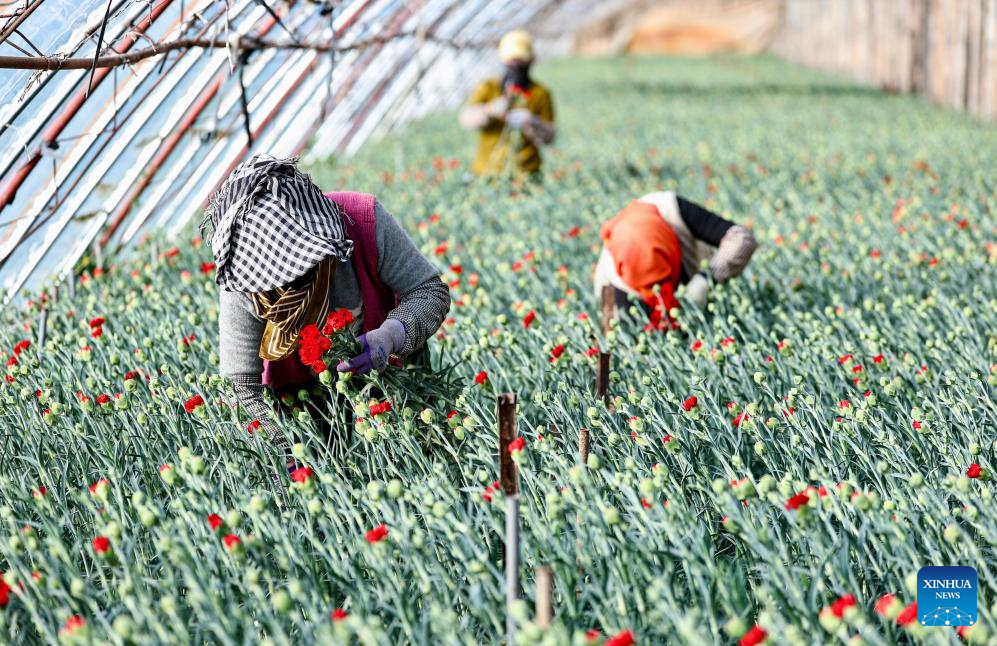 Floriculture industry thrives in Xingqing District, China's Ningxia
