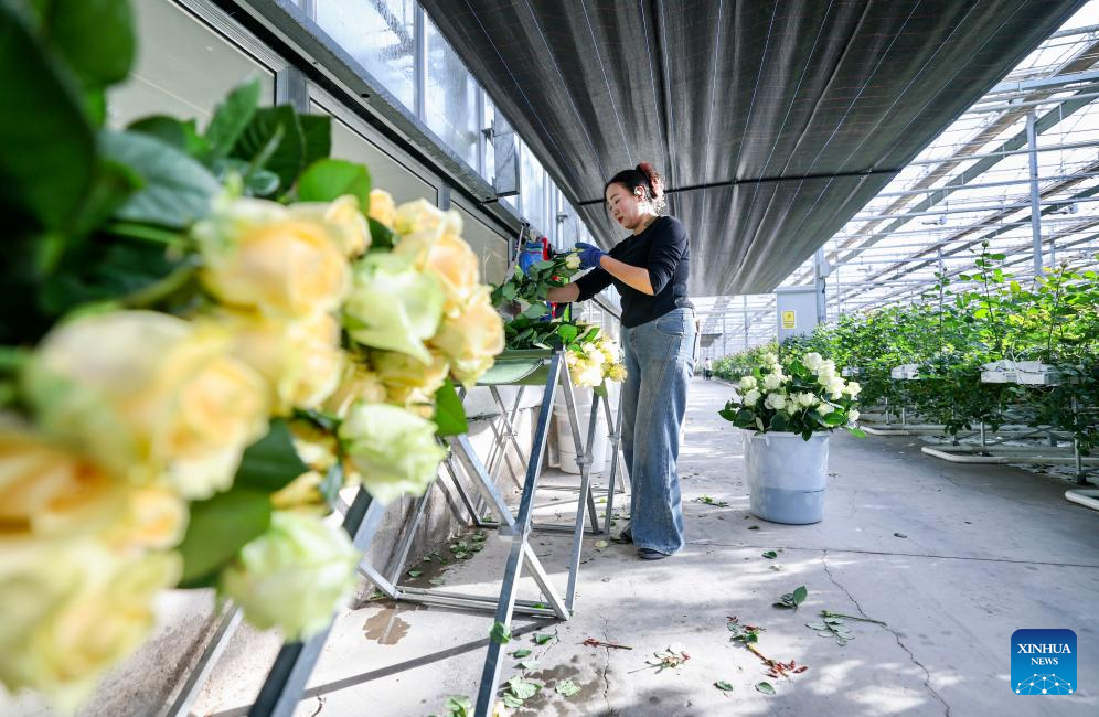 Floriculture industry thrives in Xingqing District, China's Ningxia