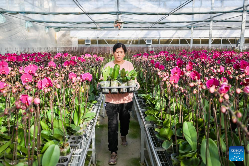 Floriculture industry thrives in Xingqing District, China's Ningxia