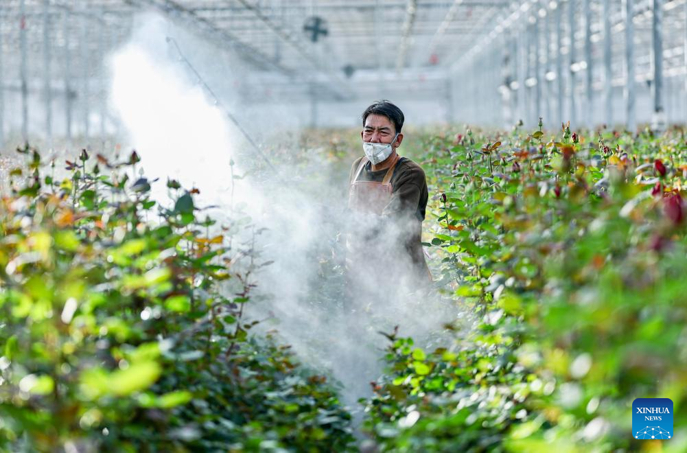 Floriculture industry thrives in Xingqing District, China's Ningxia