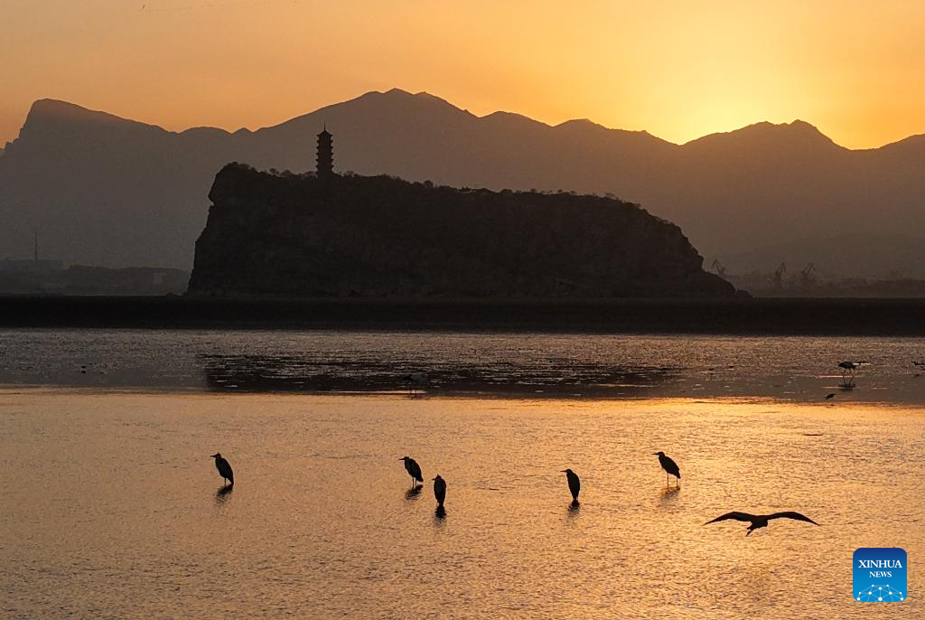 Migrant birds seen at Poyang Lake in Hukou County, China's Jiangxi