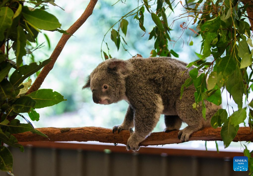 Various animal species reside at Australia's Lone Pine Koala Sanctuary