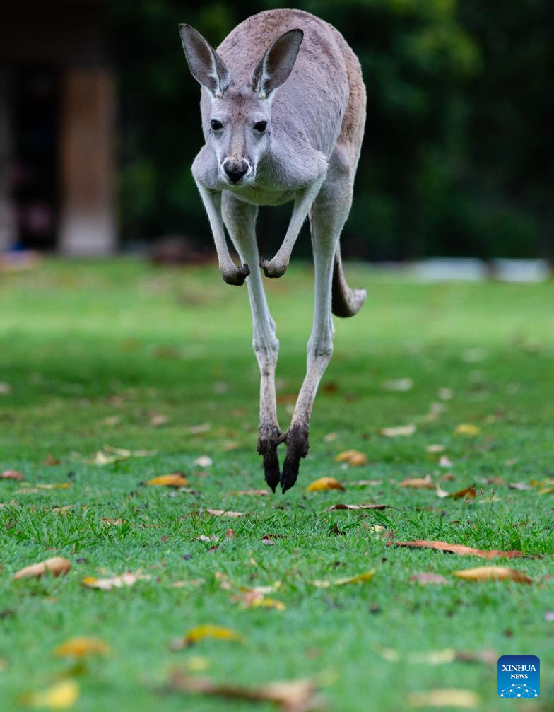 Various animal species reside at Australia's Lone Pine Koala Sanctuary
