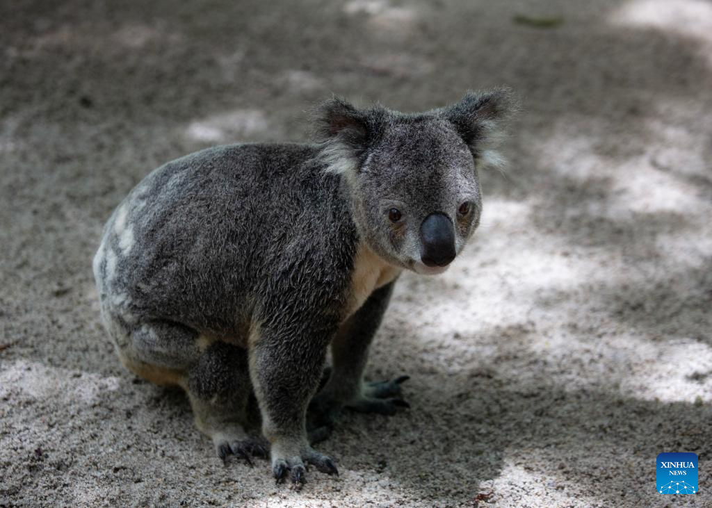 Various animal species reside at Australia's Lone Pine Koala Sanctuary