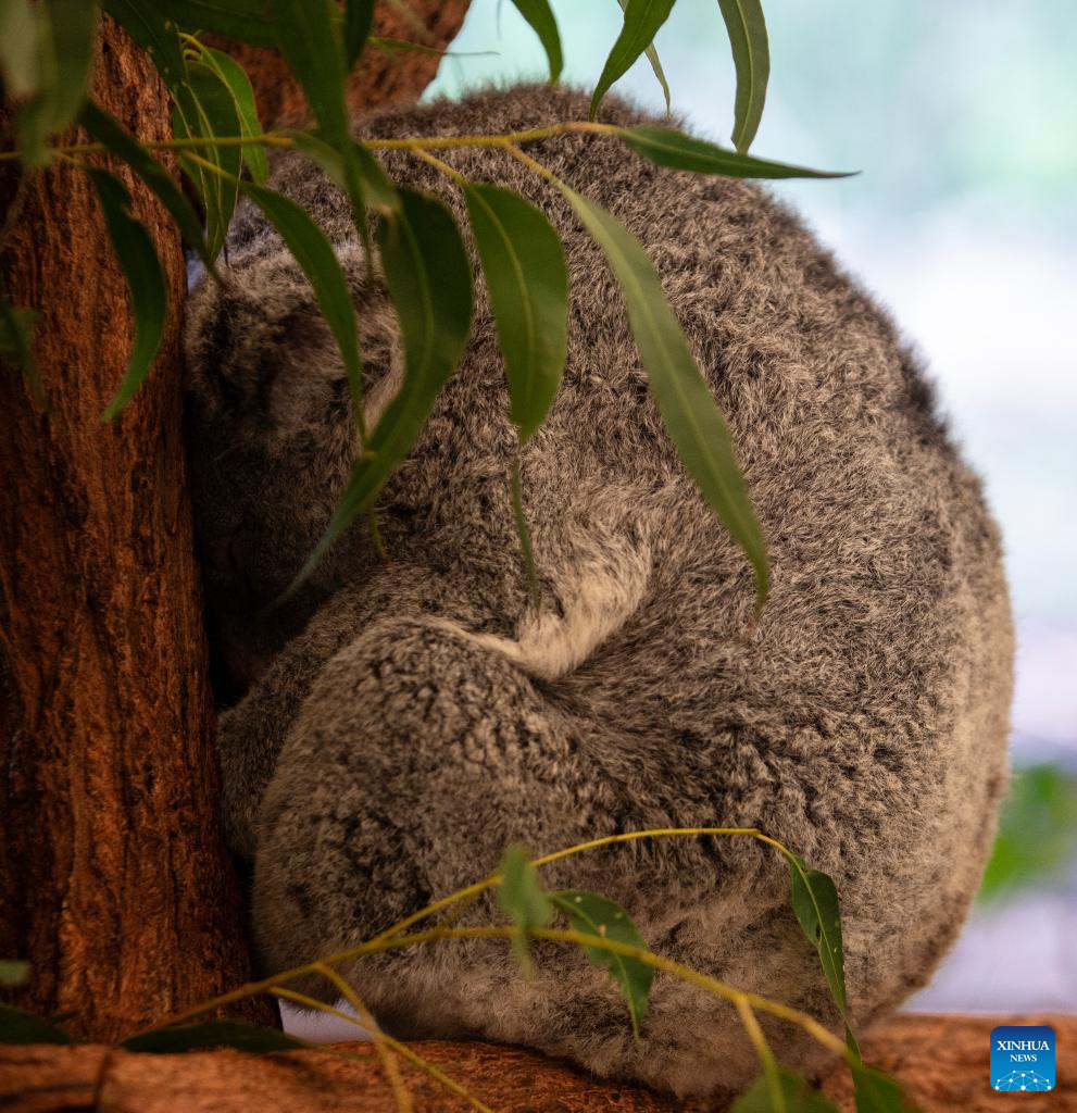 Various animal species reside at Australia's Lone Pine Koala Sanctuary