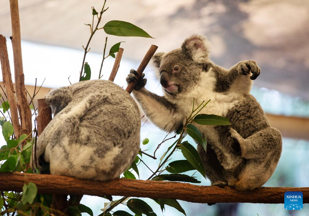 Various animal species reside at Australia's Lone Pine Koala Sanctuary