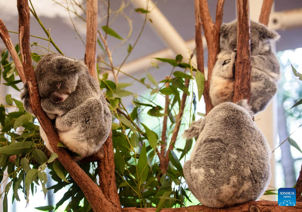 Various animal species reside at Australia's Lone Pine Koala Sanctuary
