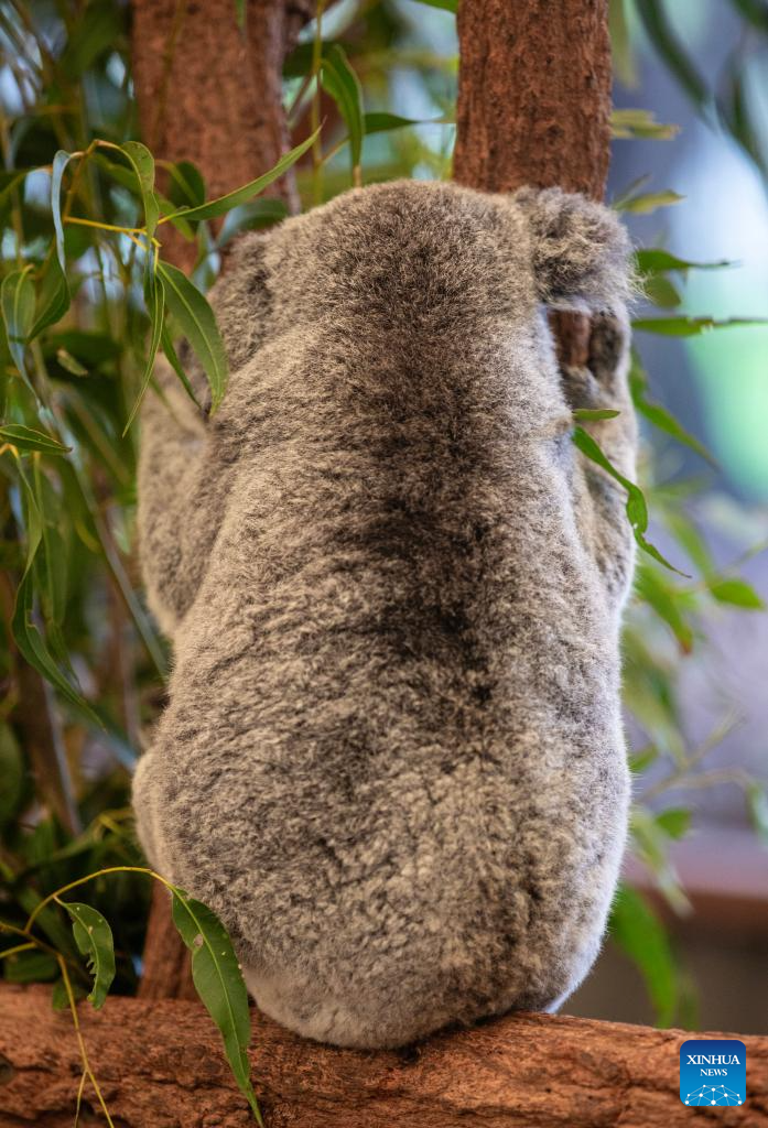 Various animal species reside at Australia's Lone Pine Koala Sanctuary