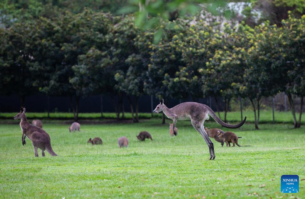 Various animal species reside at Australia's Lone Pine Koala Sanctuary