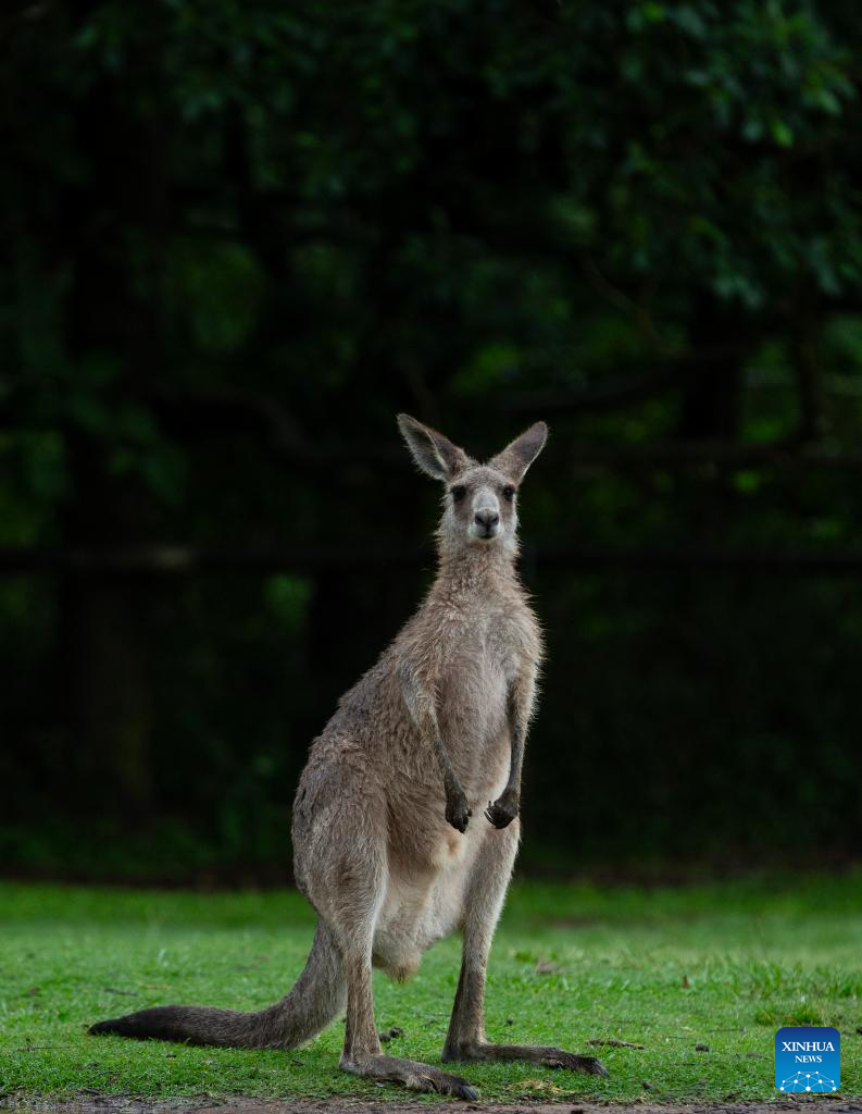 Various animal species reside at Australia's Lone Pine Koala Sanctuary