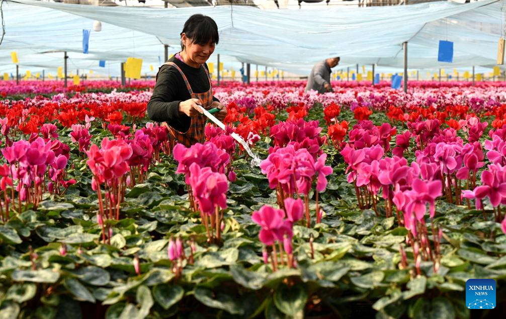 In pics: flower plants of various kinds bloom at flower base in Hebei