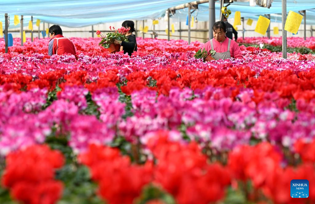 In pics: flower plants of various kinds bloom at flower base in Hebei