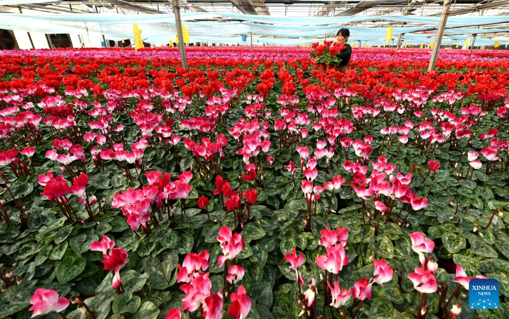In pics: flower plants of various kinds bloom at flower base in Hebei